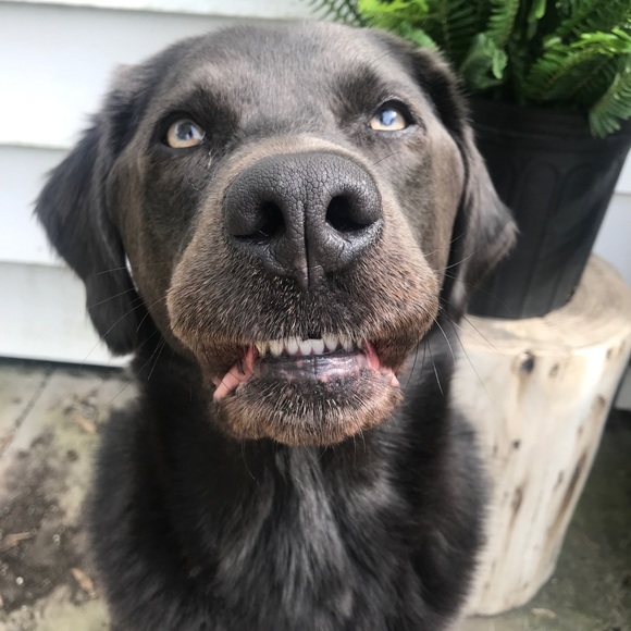 Meet your Posher, Breanna - Picture 1 of 1